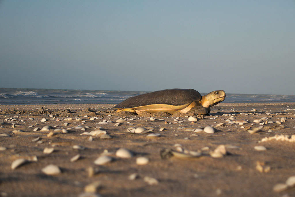 flatback-turtles-north-west-shelf-flatbacks